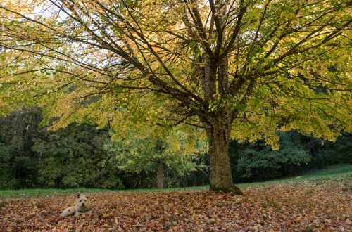 Y al séptimo día se hizo la ducha